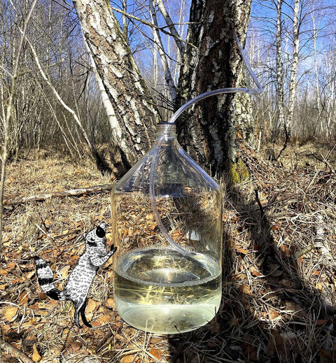 La récolte de la Sève de Bouleau, c'est maintenant ! - Saeve Paris