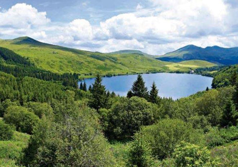 Récolte de notre Sève de bouleau Bio - Saeve Paris