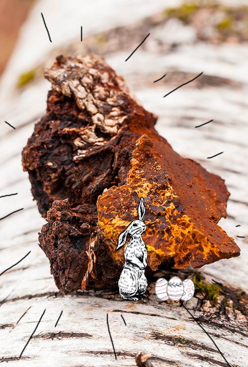 Chaga Lapin de Pâques