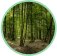 Issus de forêts durables